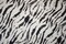 White-Black-Gray Cotton Ink Zebra Printed Lawn Woven Fabric By the Yard